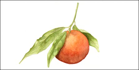 Mandarino