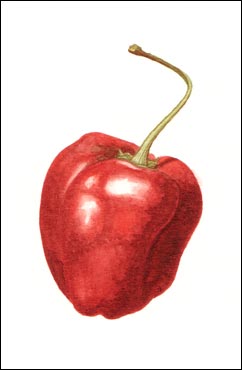 Peperoncino